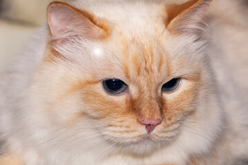 Portrait of a beautiful, fluffy, light cat