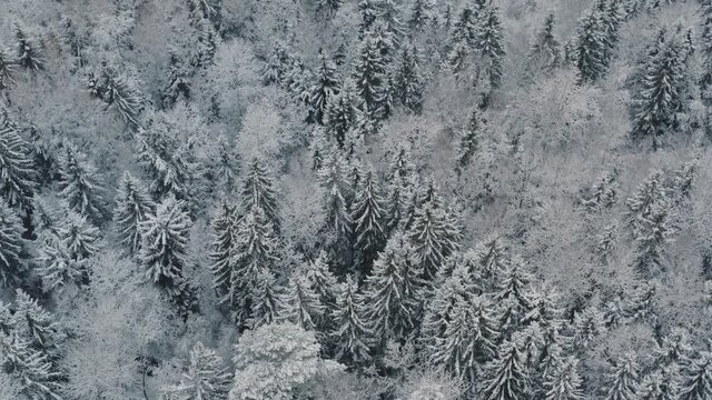 Aerial top down view flyover beautiful winter forest. Spruce and pine frosty trees covered with snow. Winter nature, frozen white tree tops. Top view camera flies over snowy landscape. Drone flight
