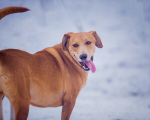 Portrait of a cute ginger dog in winter