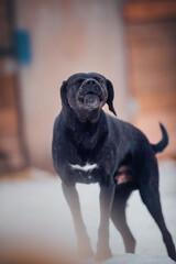 Portrait of a black dog in winter