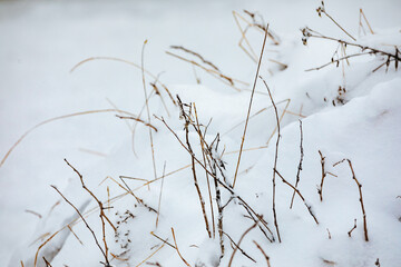 Dried plants covered with snow. Dried plants in the forest in winter