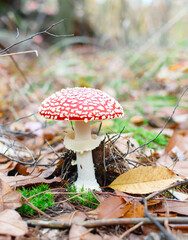 mushroom not edible with a red cap