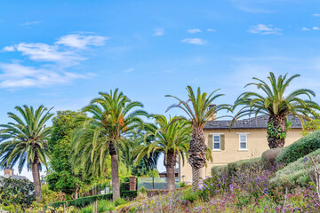 Fototapeta premium Lush green trees and houses at the scenic neighborhood of Huntington Beach CA