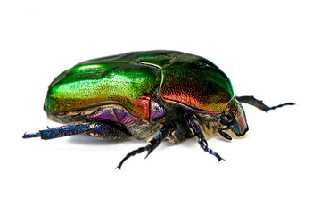 Rose chafer, Cetonia aurata, isolated on white background. Beautiful iridescent beetle. Extreme macro.