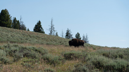 Bison in national park