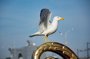 Seagull to pose for on the Galata bridge, Golden Horn, Istanbul