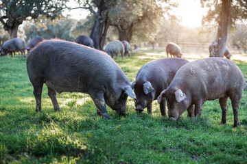 Iberian pigs eating in the middle of nature - 402921287