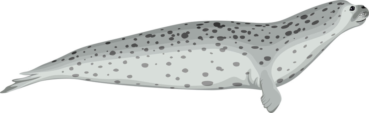 Vector Arctic Harbor Seal Illustration