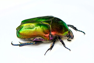 Rose chafer, Cetonia aurata, isolated on white background. Beautiful iridescent beetle. Extreme macro.