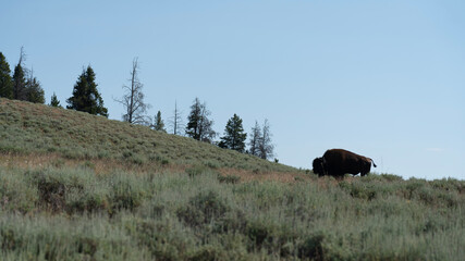 Bison in national park
