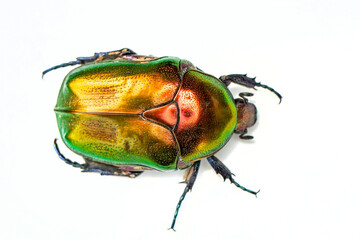 Rose chafer, Cetonia aurata, isolated on white background. Beautiful iridescent beetle. Extreme macro.