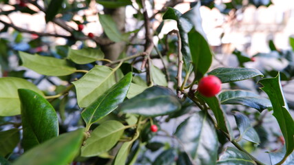 bush with red berries close-up