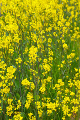 河川敷に咲く菜の花