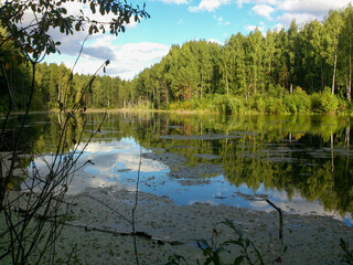 pond in a birch forest