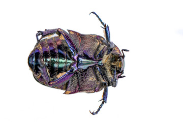Rose chafer, Cetonia aurata, isolated on white background. Beautiful iridescent beetle. Extreme macro.