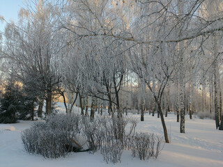 trees in winter snowy forest