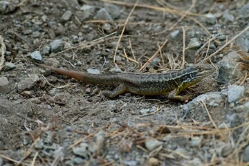 lizard on the stone