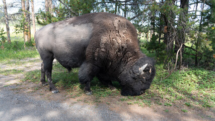 american bison buffalo