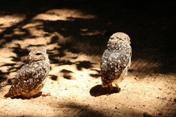 horned owl