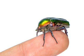 Rose chafer, Cetonia aurata, isolated on white background. Beautiful iridescent beetle. Extreme macro.