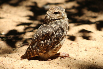 great horned owl