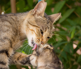 Mother cat cleaning kitten by tongue