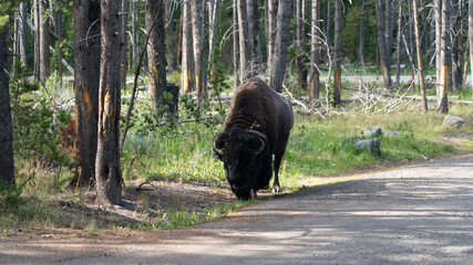American bison in national park