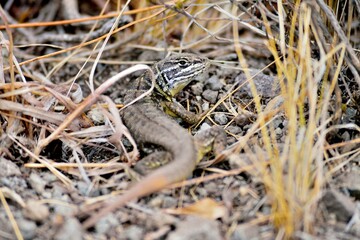 lizard - lagartija andina
