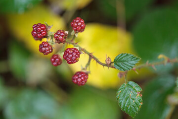 bramble, brambleberry still red on branch at autumn