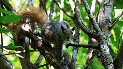 Eastern gray squirrel hides in the shade of a tree