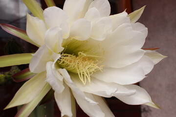 flor de cactus