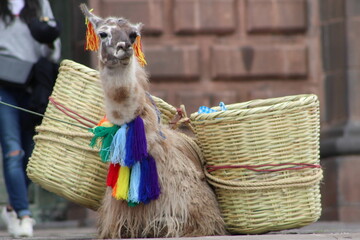 llama trabajadora © MiguelAngel