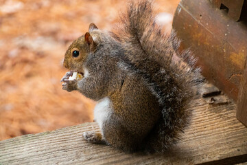 Squirrels eating and nibbling on popcorn on wooden deck 