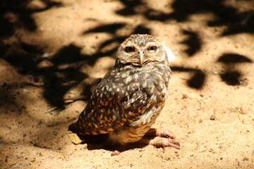great horned owl