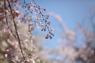 青空と枝垂桜