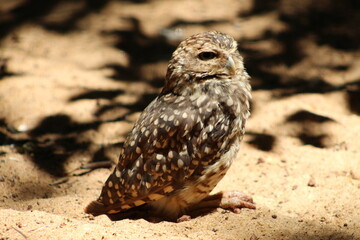 great horned owl