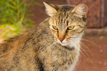 Close em gato abandonado em um cemitério na cidade de Goiânia.