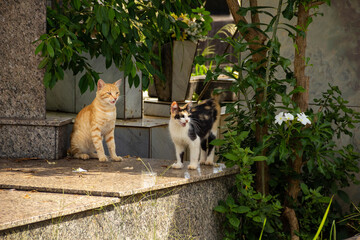 Dois gatos sobre um túmulo. Gatos abandonados em um cemitério na cidade de Goiânia.