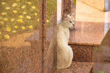 Gato sentado em uma sepultura. Gato abandonado em um cemitério na cidade de Goiânia.