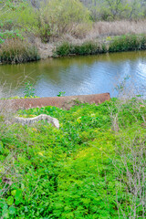 Murky pond stream water with rusty metal pipe in San Diego California outdoors