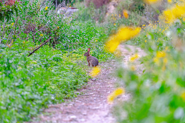 Small wild animal on hiking trail amidst green foliage in San Diego California