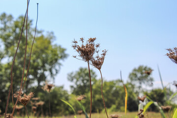 grass and sky
