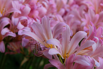 close up of pink flowers