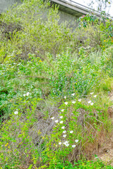 Wild green plants and delicate white flowers in San Diego California outdoors