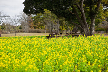 楠木の下で咲く満開の菜の花

