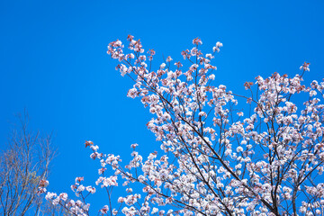 青空を背景に満開の山桜
