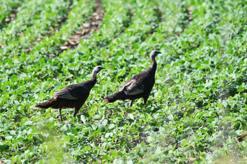 Turkeys in the Field