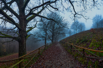 Footpath in the foggy morning