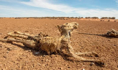 Keuken spatwand met foto Sturt national park, New South Wales, Australia, dead kangaroos during  drought conditions. © 169169