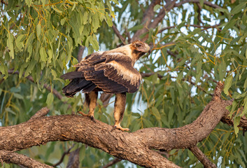 Wedged tail Eagle in Northern Australia.